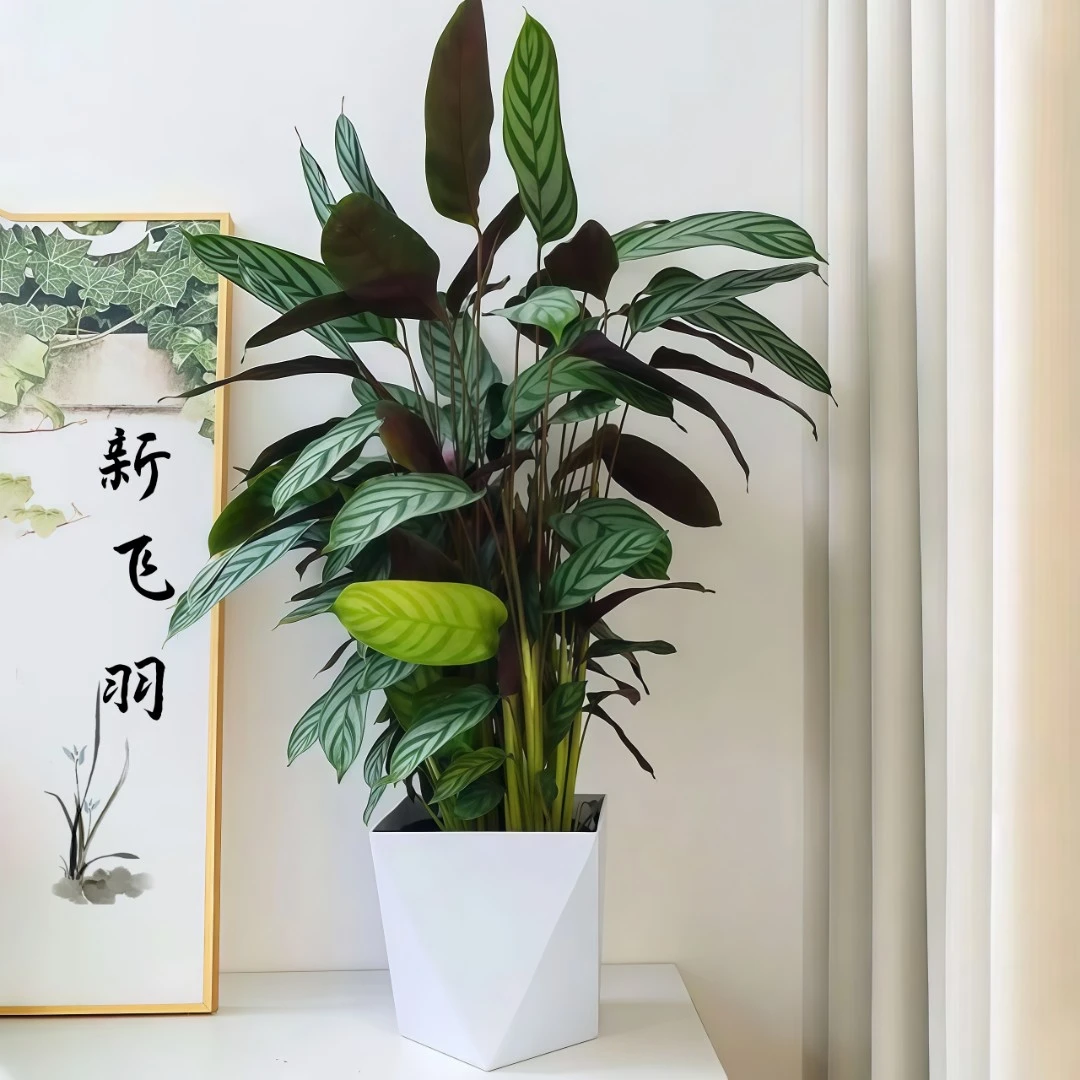 【新人专属】新飞羽绿植80-90室内盆栽四季常青观叶好养美观植物