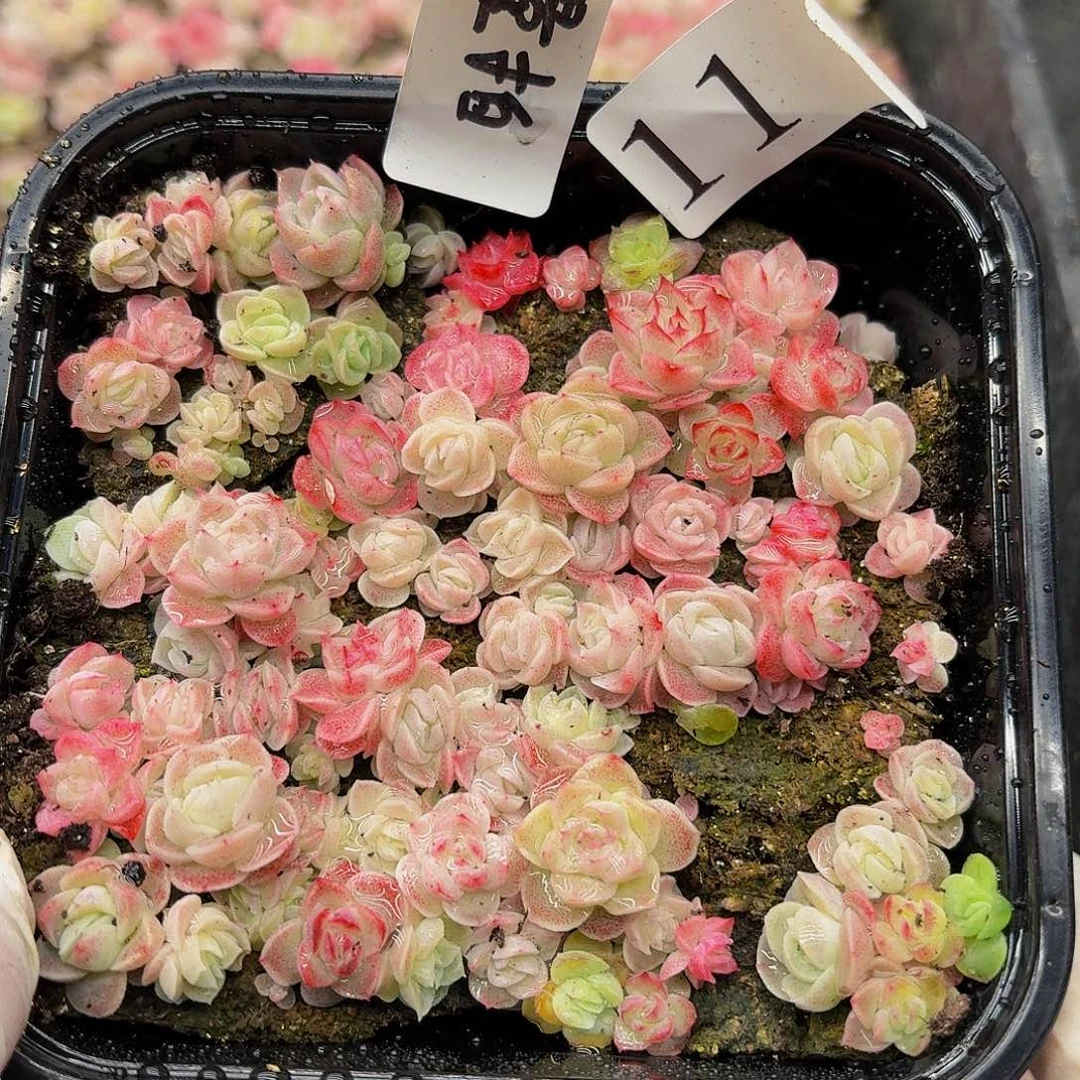 多肉植物多肉植物11量拍