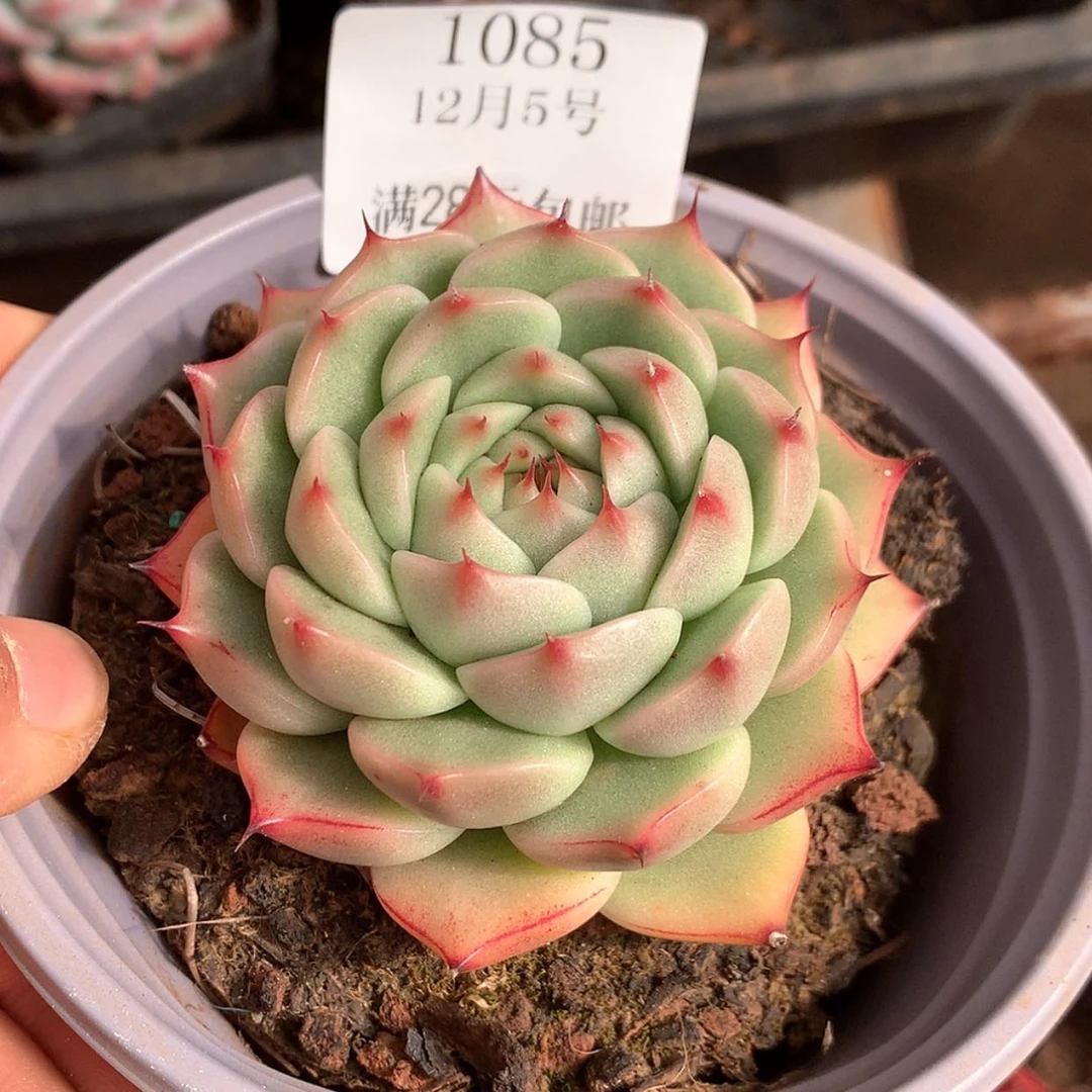 【闪购商品】云1085号线