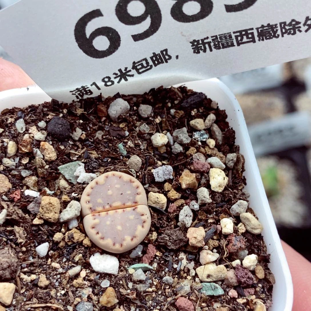 我的小姐姐们都是我6989