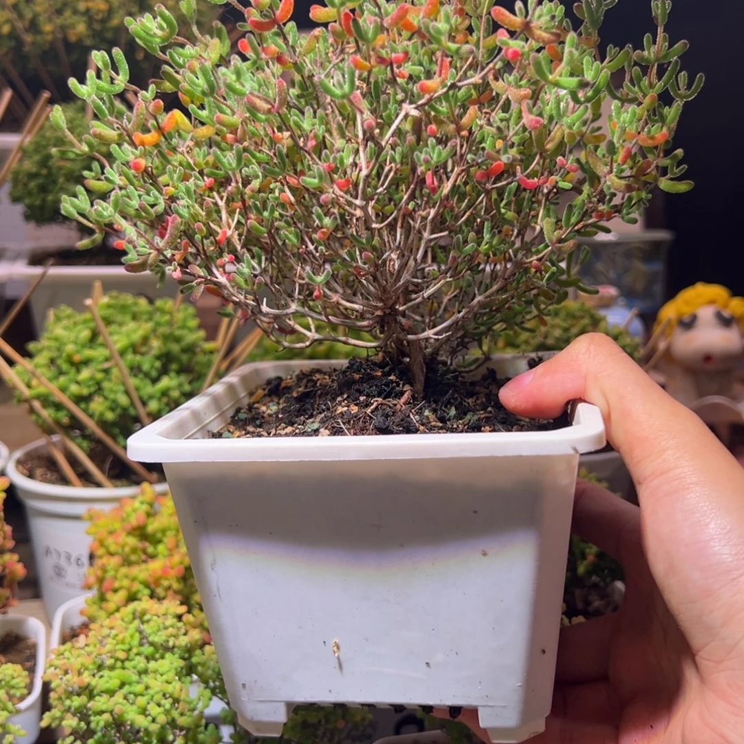 569冰糖一物一拍带盆土发货