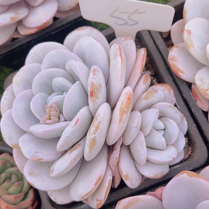 健健康康平平安安