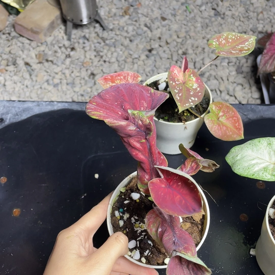 无花朵双鱼座养定