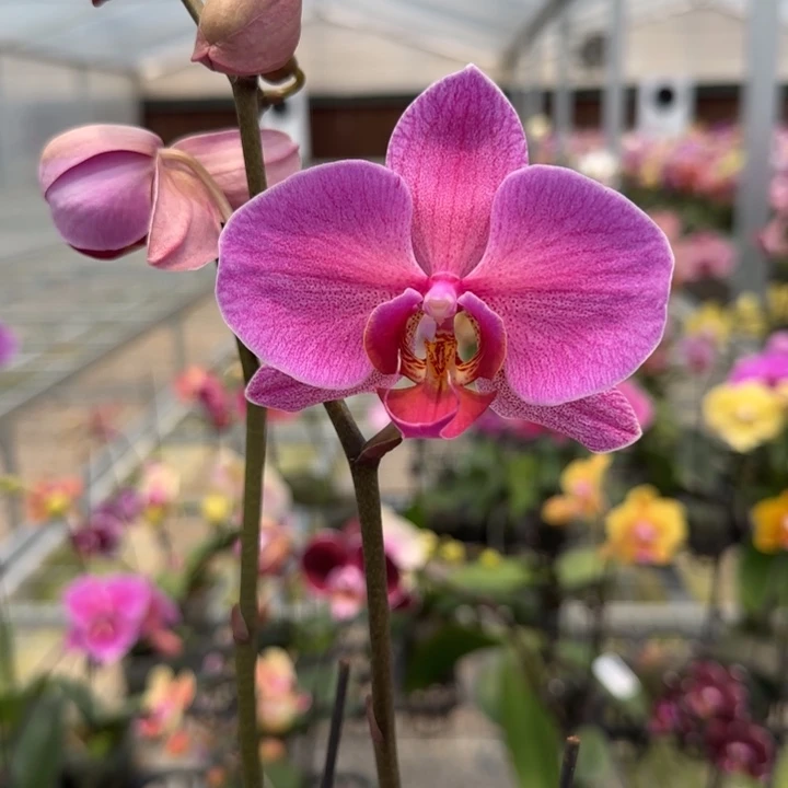 完全开放M620带花发 叶片微瑕