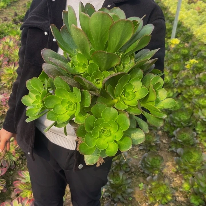 魅金多肉植物捧花