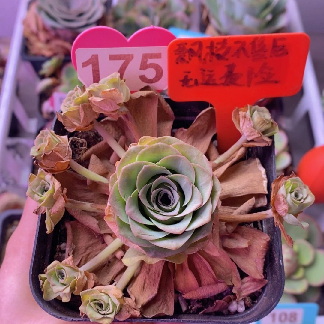 飘枝玫瑰群一物一拍175