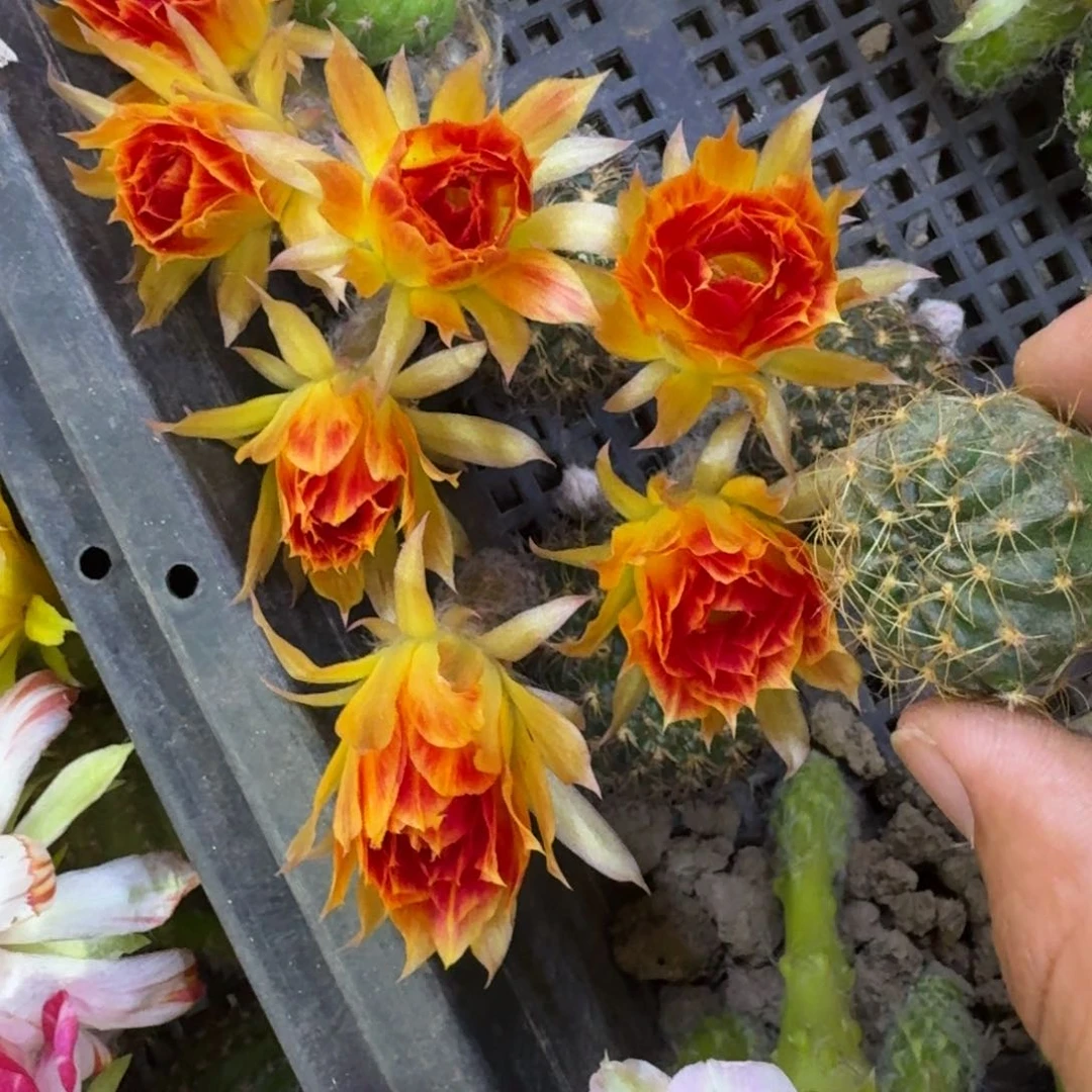 13丽花93歪3公分左右无根侧牙，20包邮