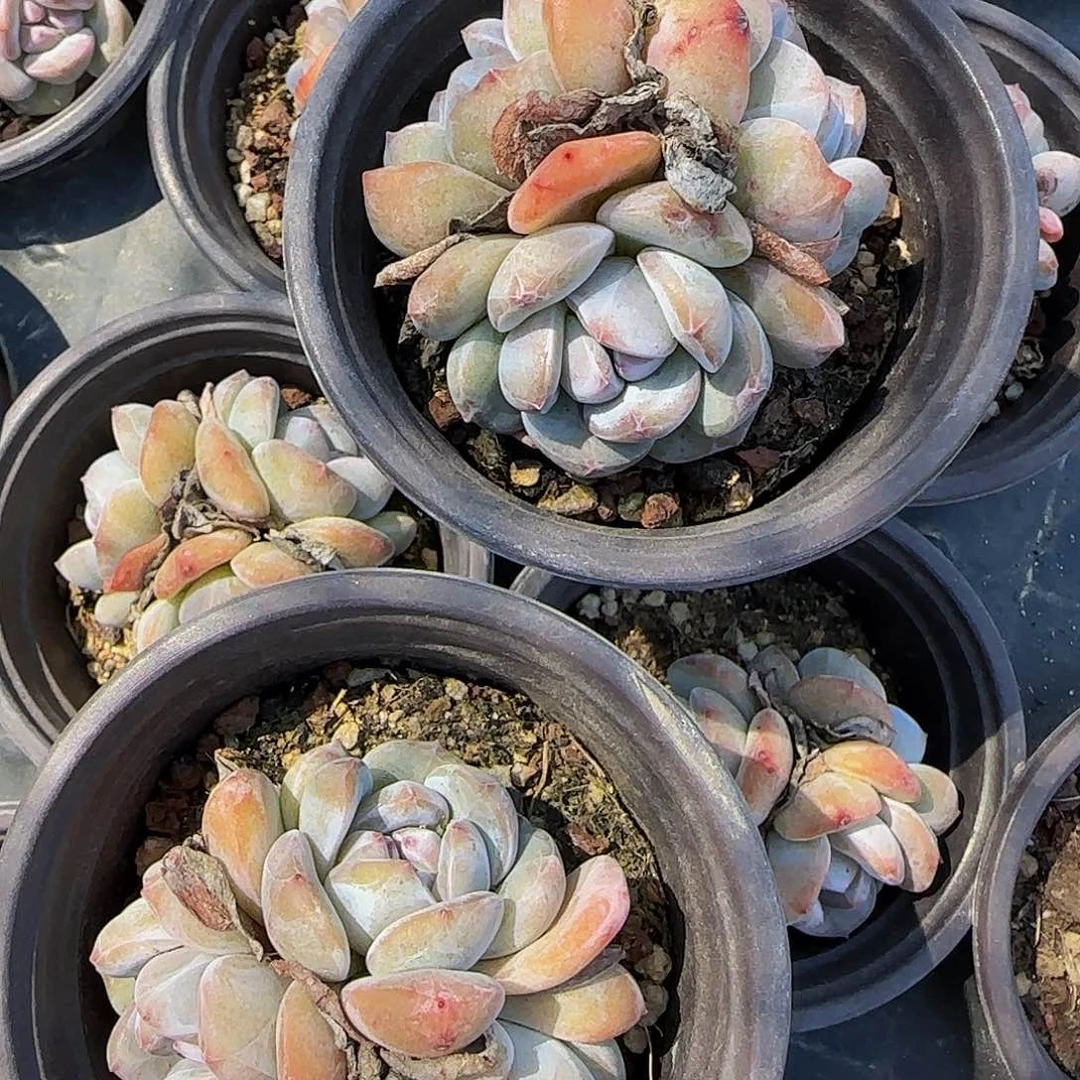 2颗一组露养区9方三头