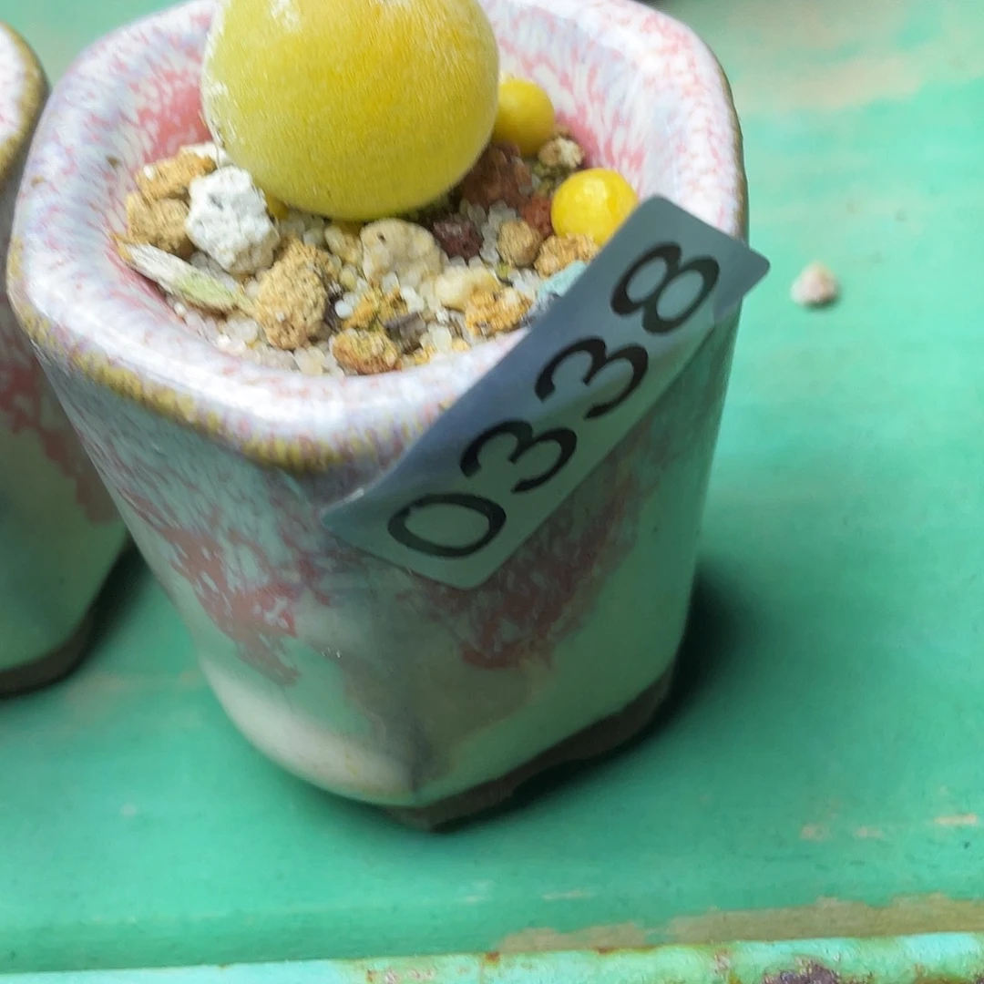 创**导多肉植物的生长发育与生长