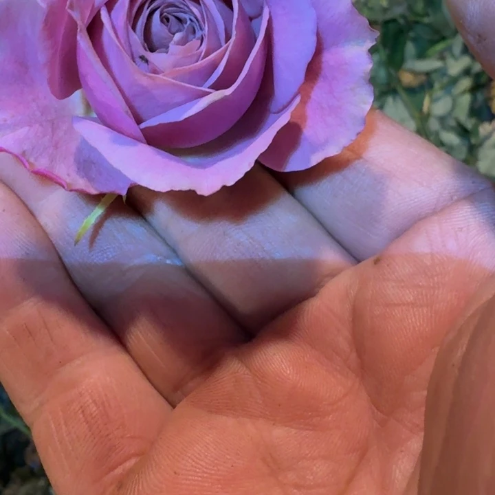 无花朵紫清中小苗