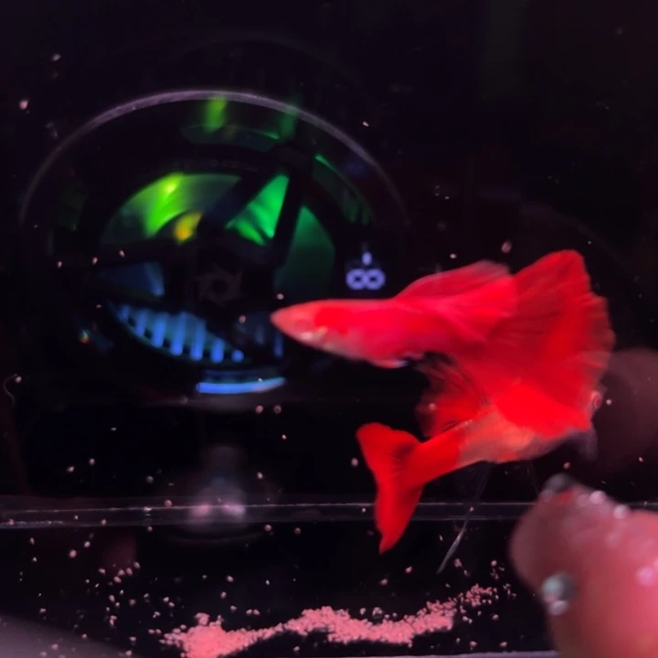 孔雀鱼血红绒球1队