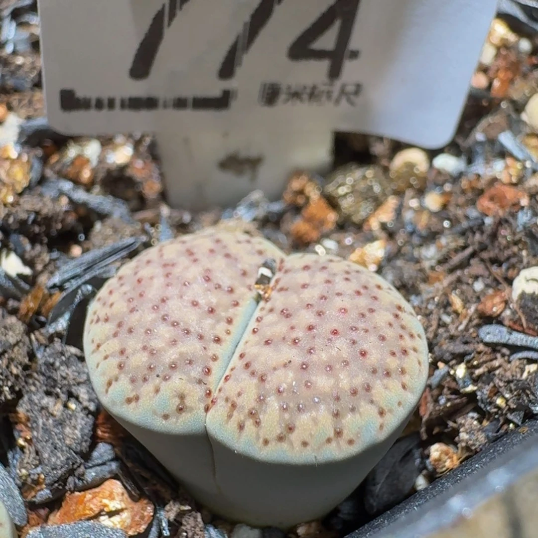 西***辞Ssss精品生石花774