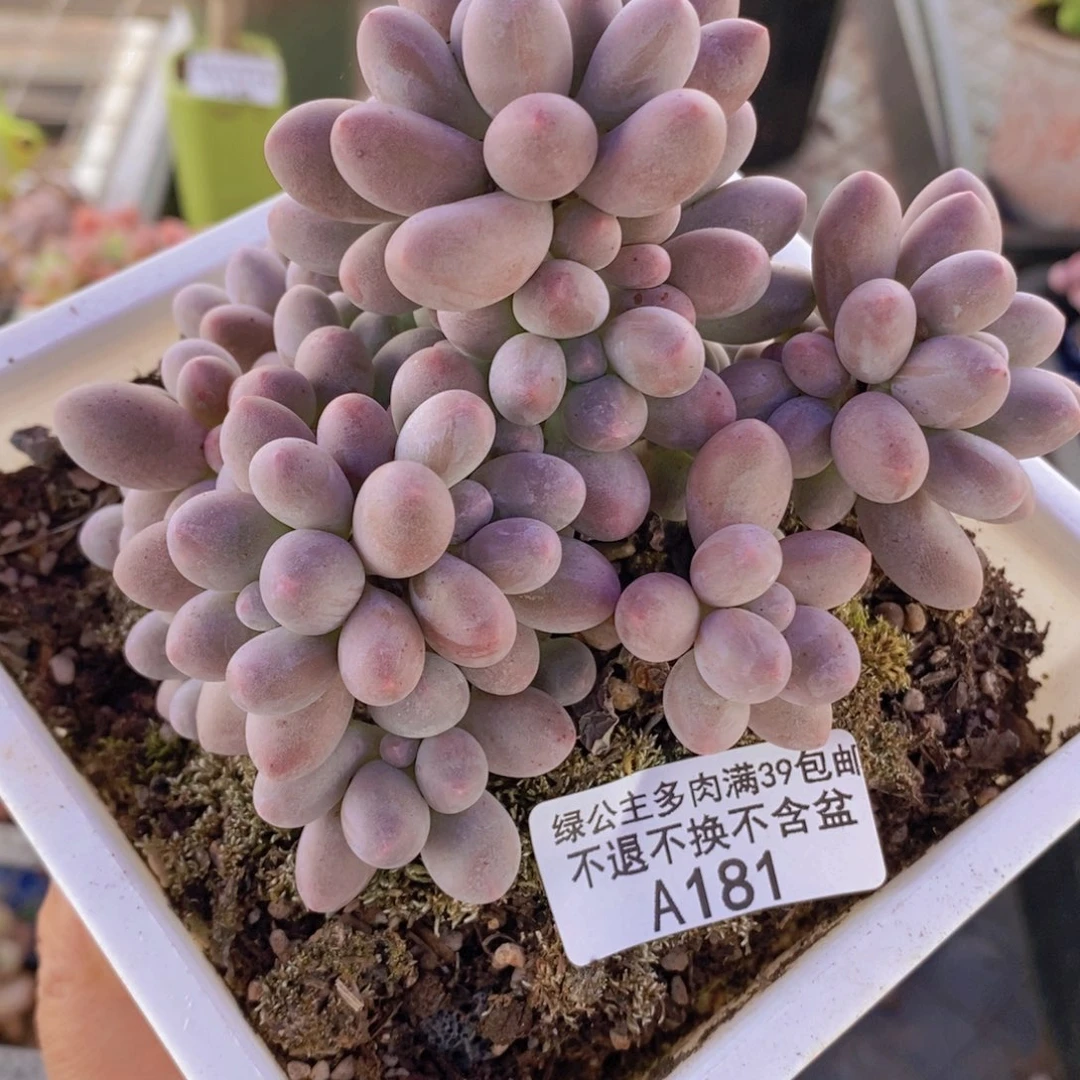 汤圆老桩10cm181多肉植物