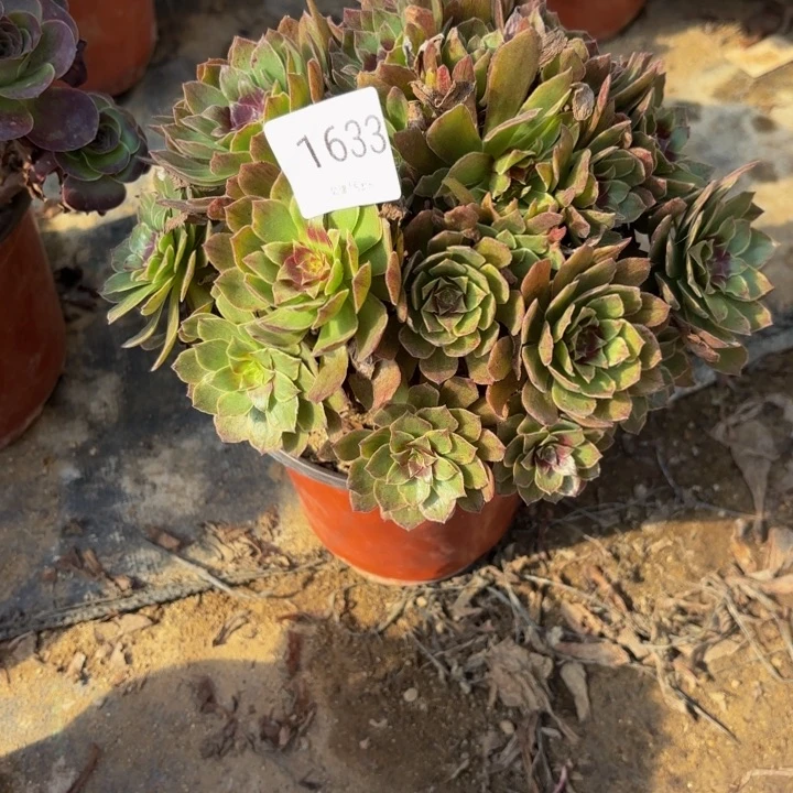 红丝绒多肉处理不包断头1633