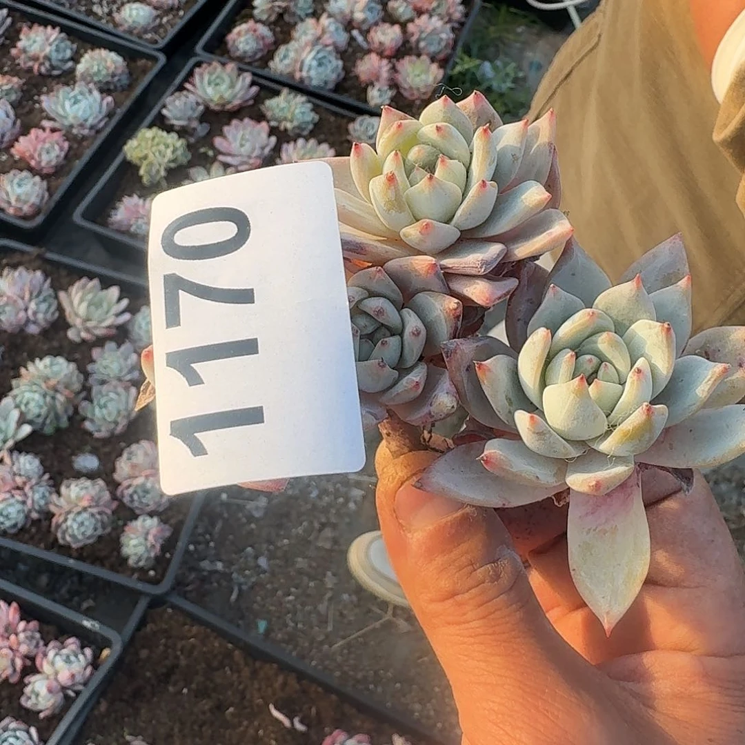 闹*妞31646466464646444