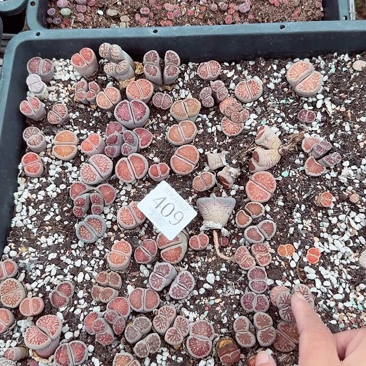 哈哈笑了啊太有道理409