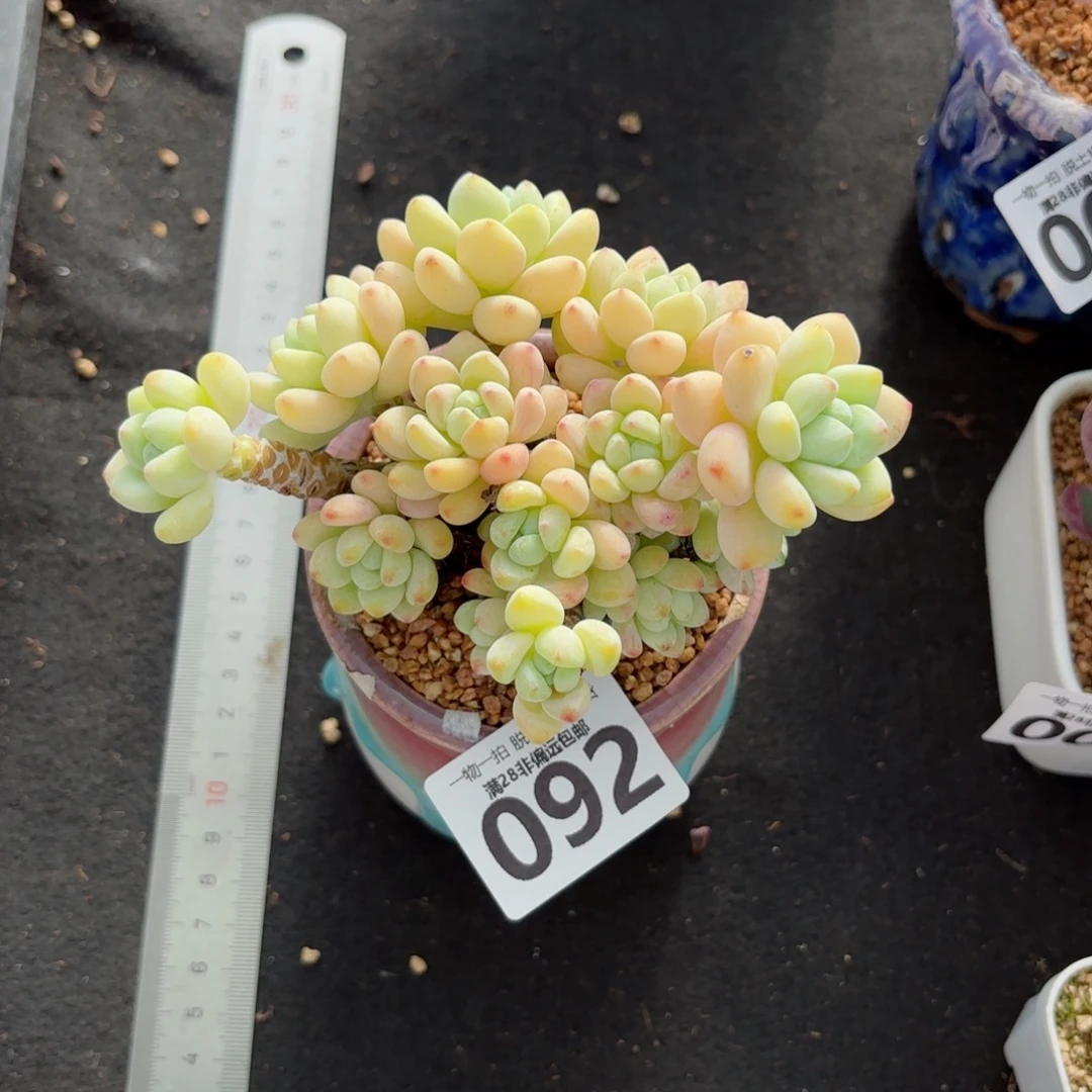 嘉***樱花罗绮无盆土发货