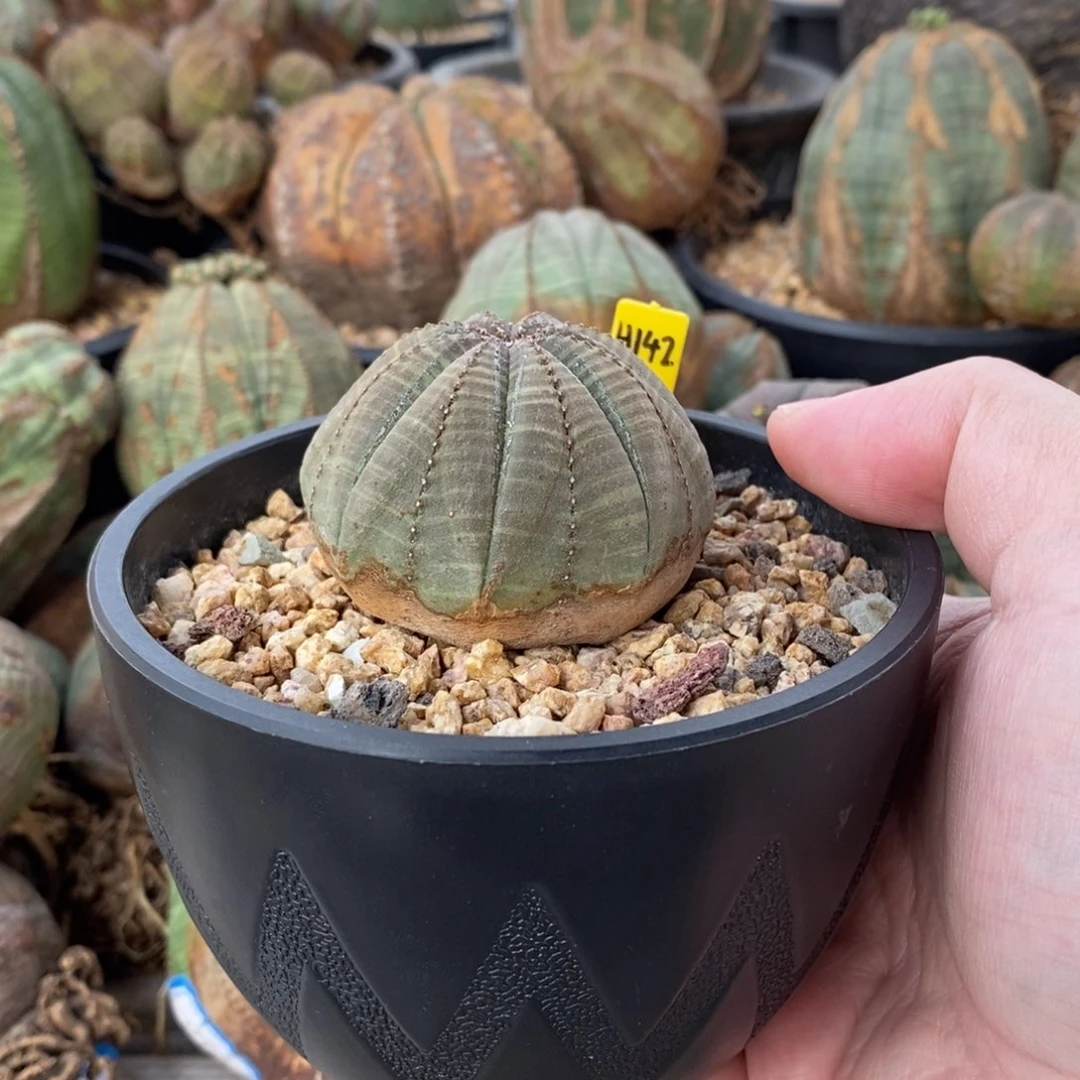 欧系实生布纹球多肉植物