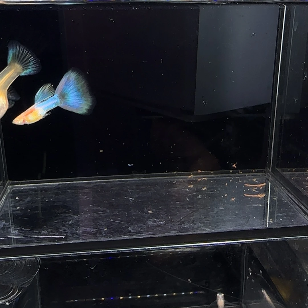 孔雀鱼天使彩虹一对