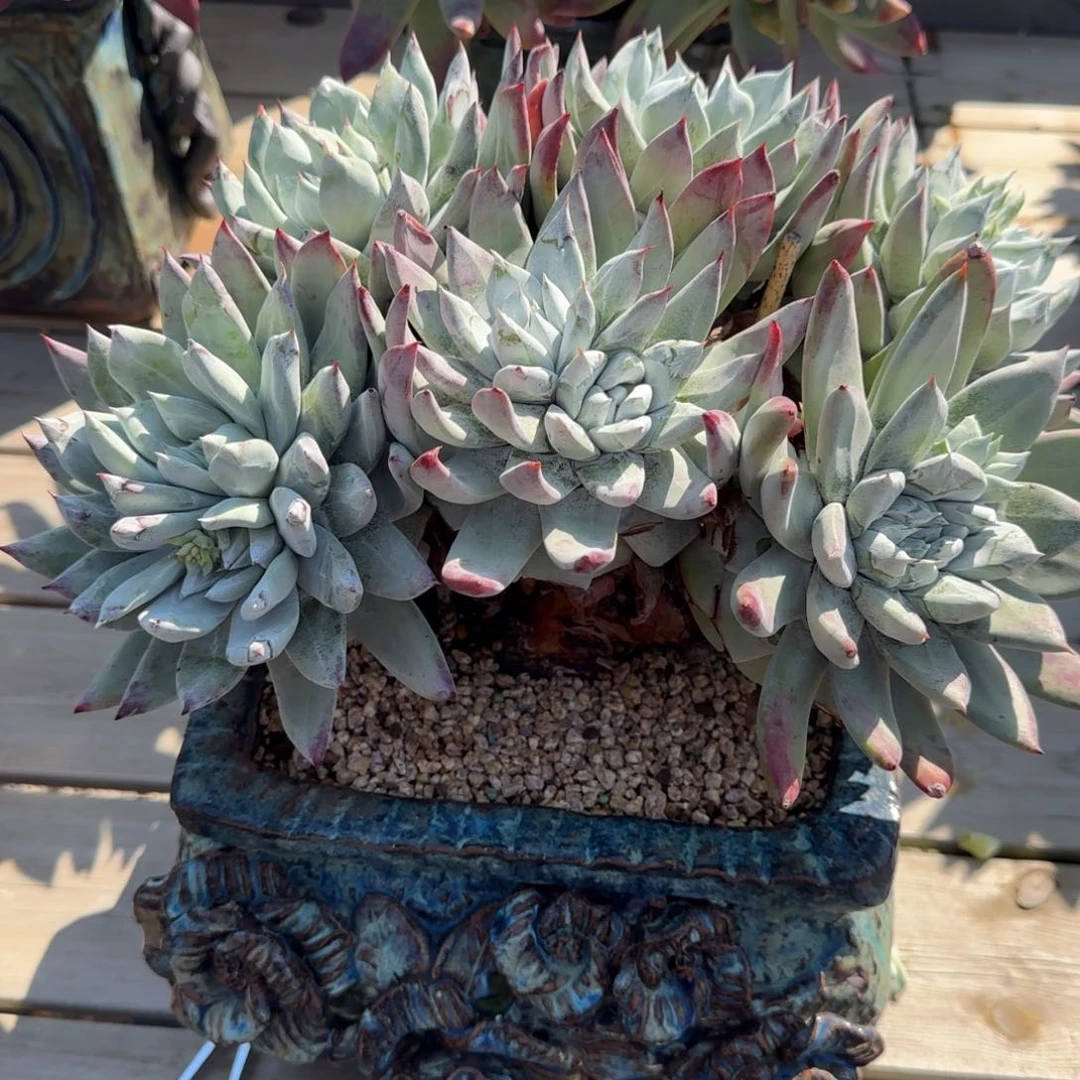 晨***✨250218011多肉植物仙女杯晨曦