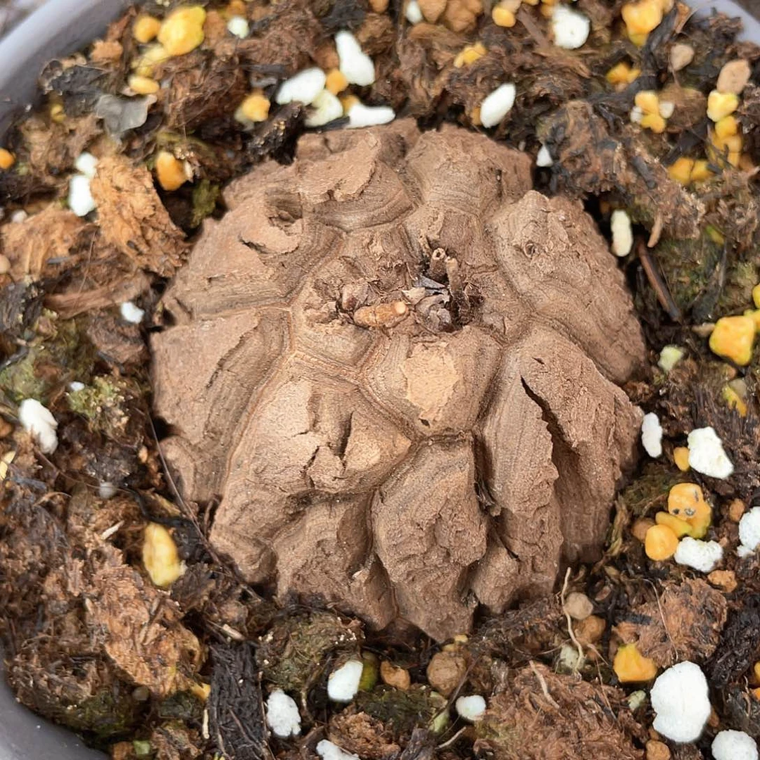 龟甲龙一物一拍6cm4420号