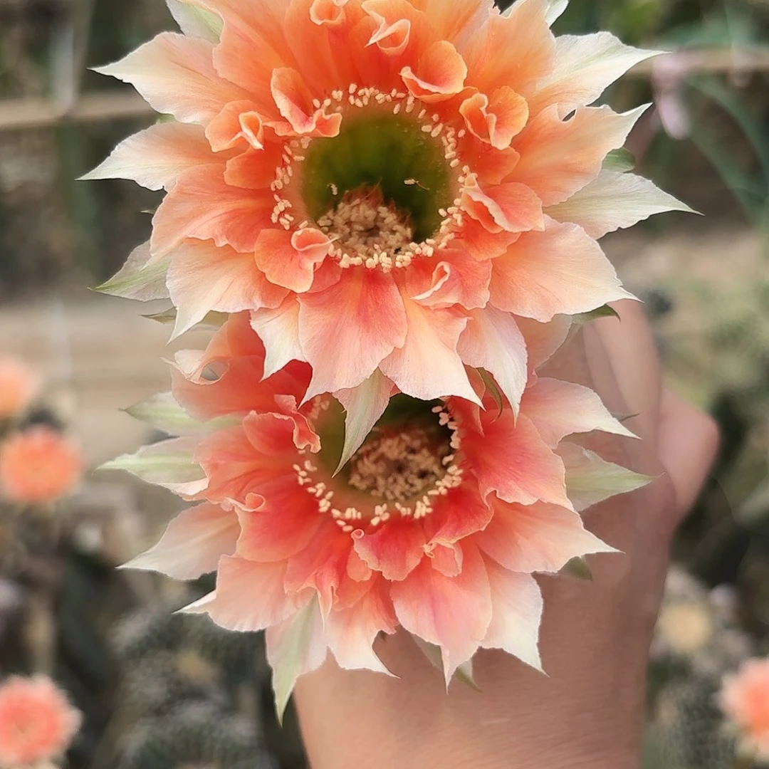 A119侧牙四左右20包邮