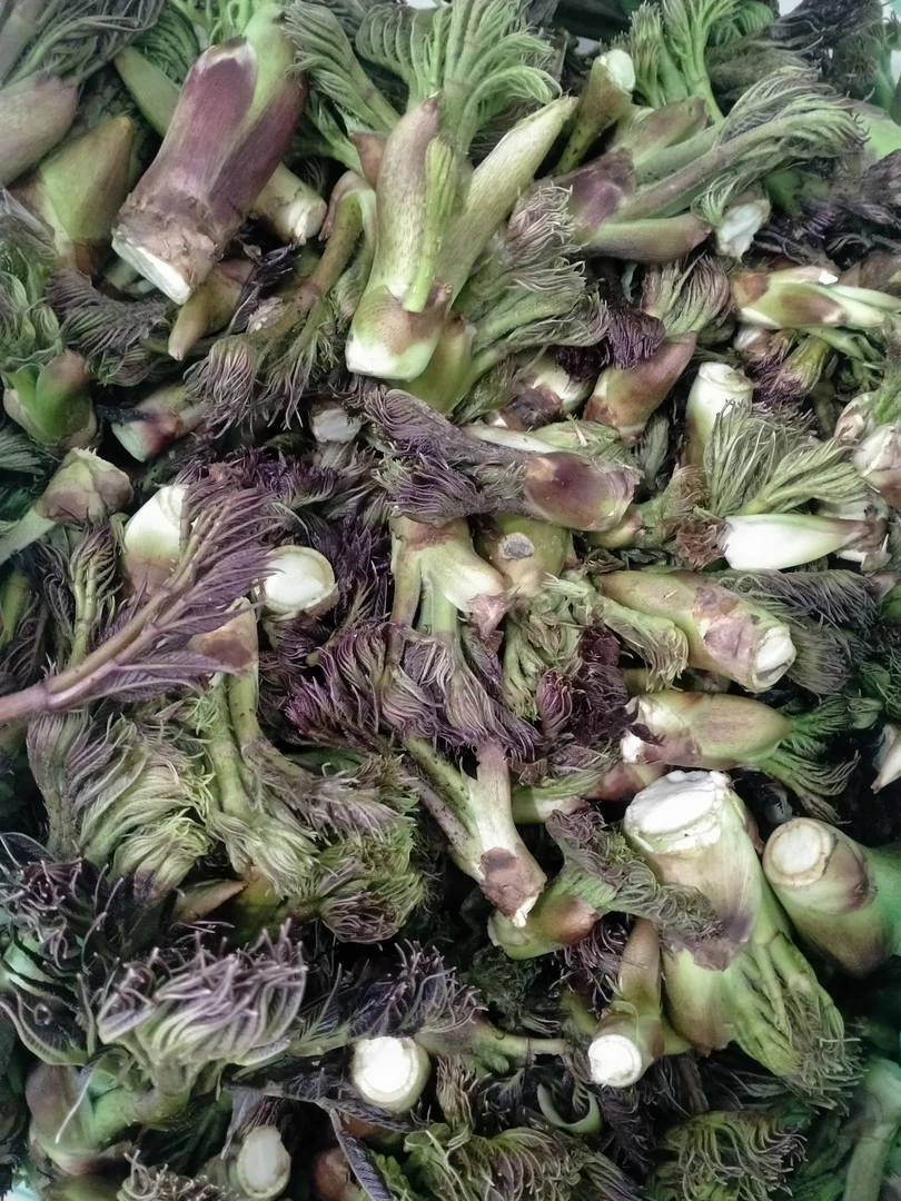 东北头茬新鲜刺嫩芽鲜嫩山野菜刺龙芽