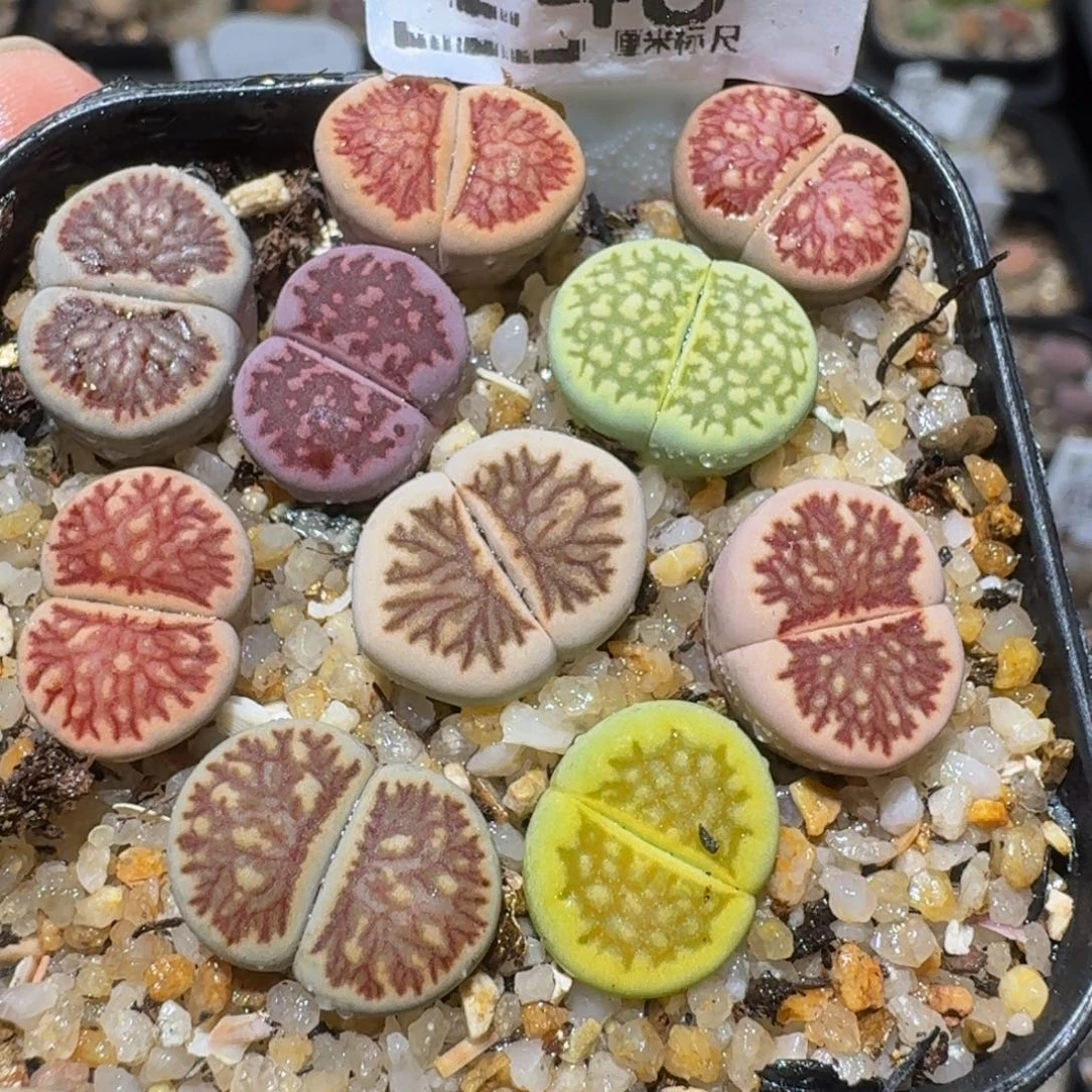 zzzz精品生石花248今日福利