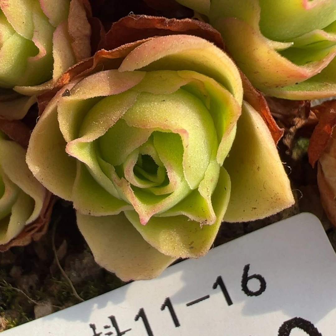 陈陈820若初x各种侧芽