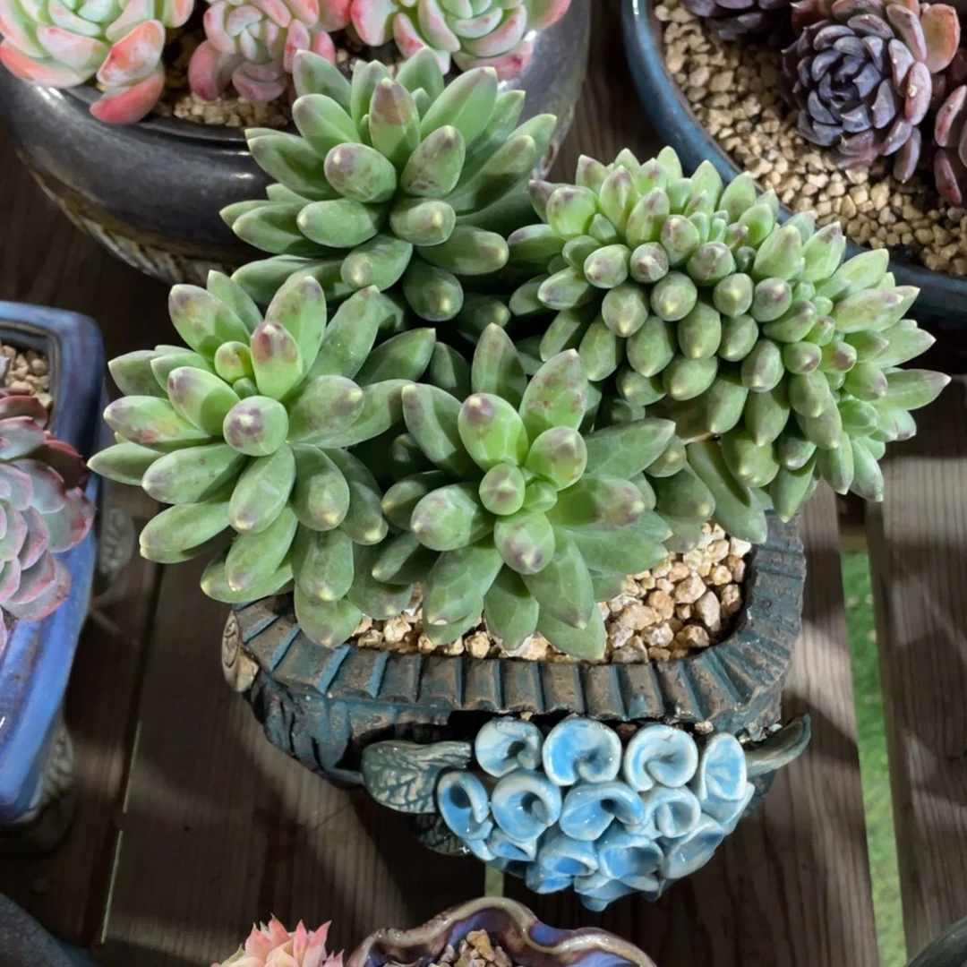 豆总精品多肉植物1234