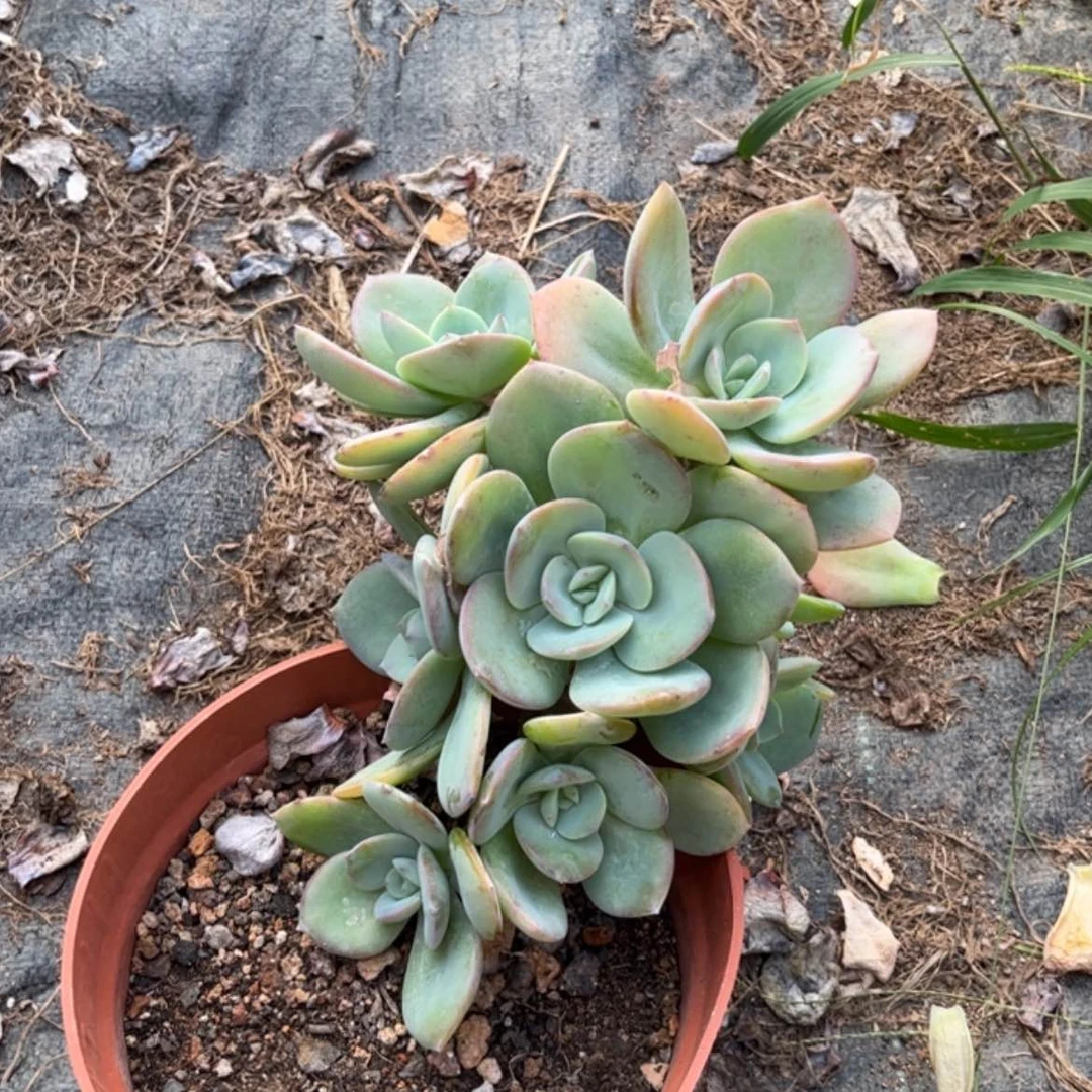 【闪购商品】无花朵姗****3