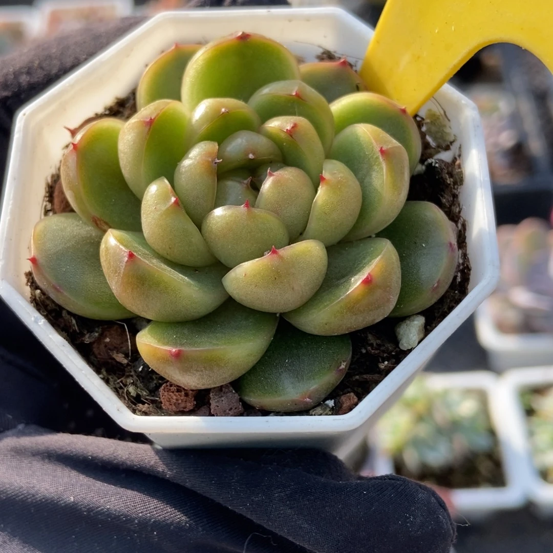 711莱拉珍妮多肉植物