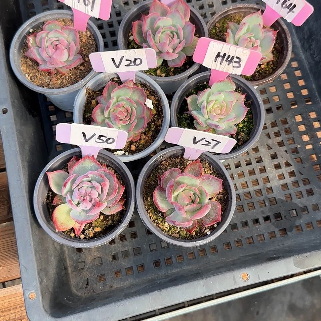 重****肉H676443V205027惊鸿单头多肉