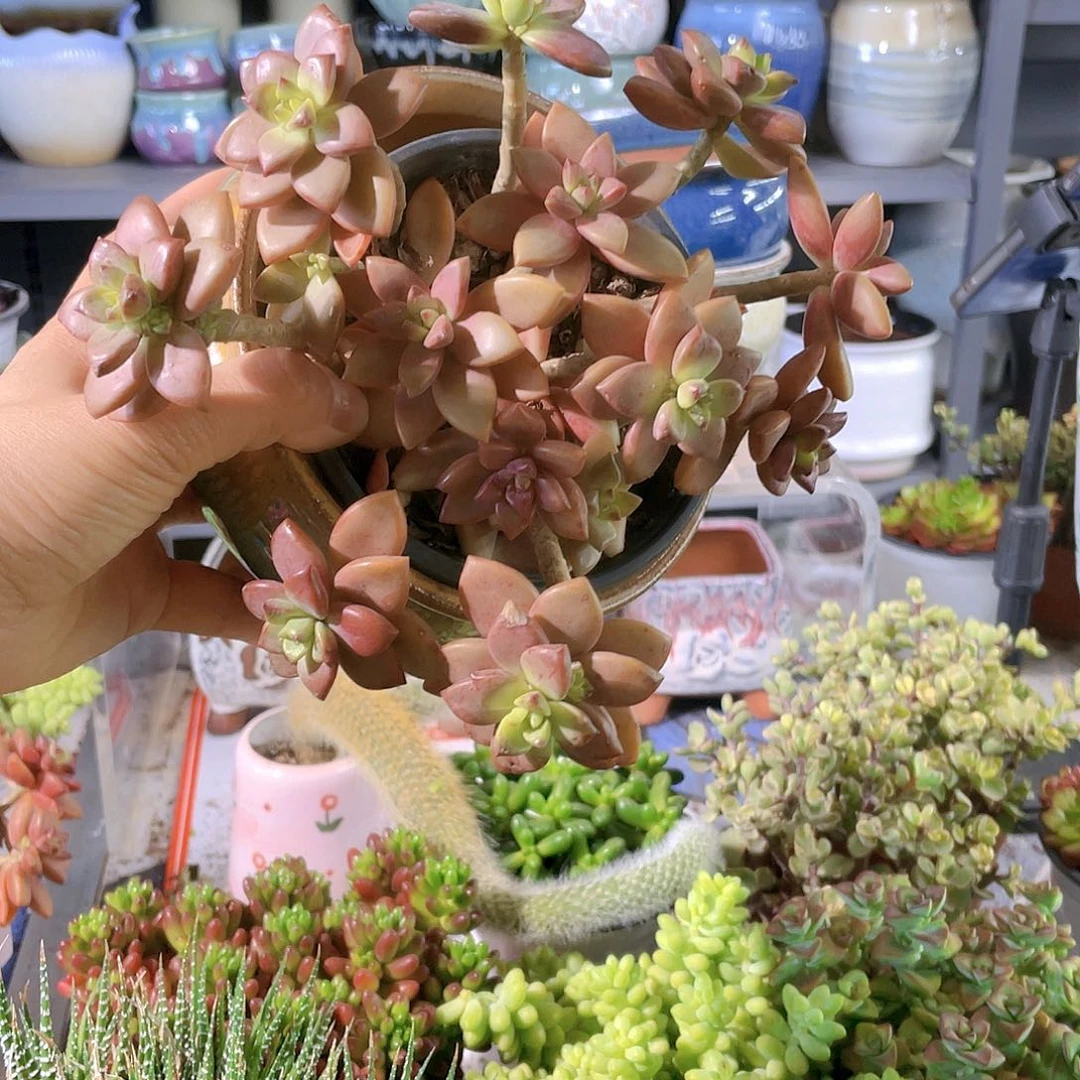 多肉姬龙月一个装