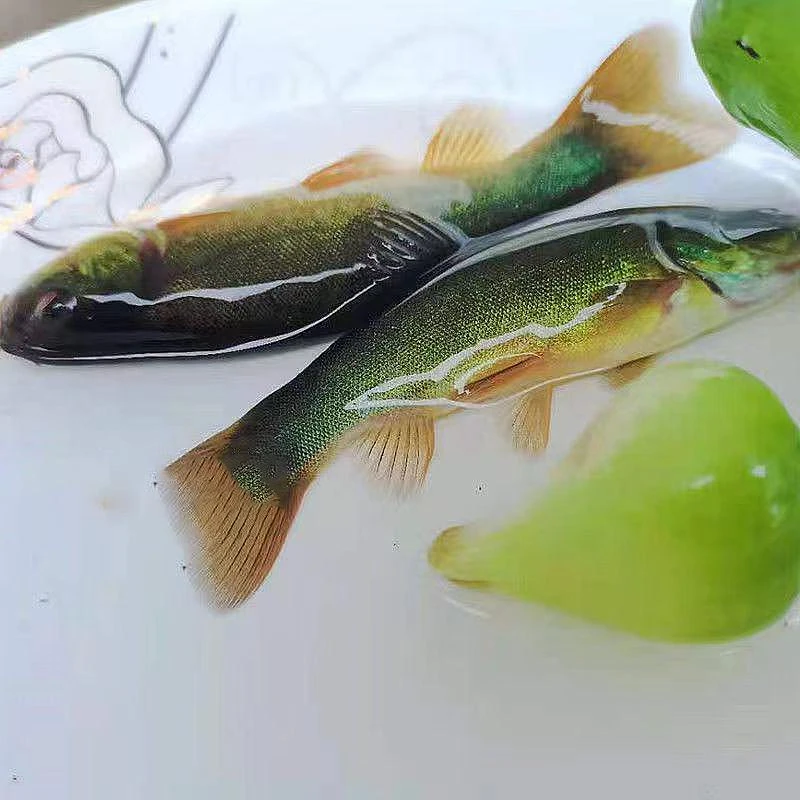 AY现捞现发 四川丁桂鱼 观赏水族 淡水饲养