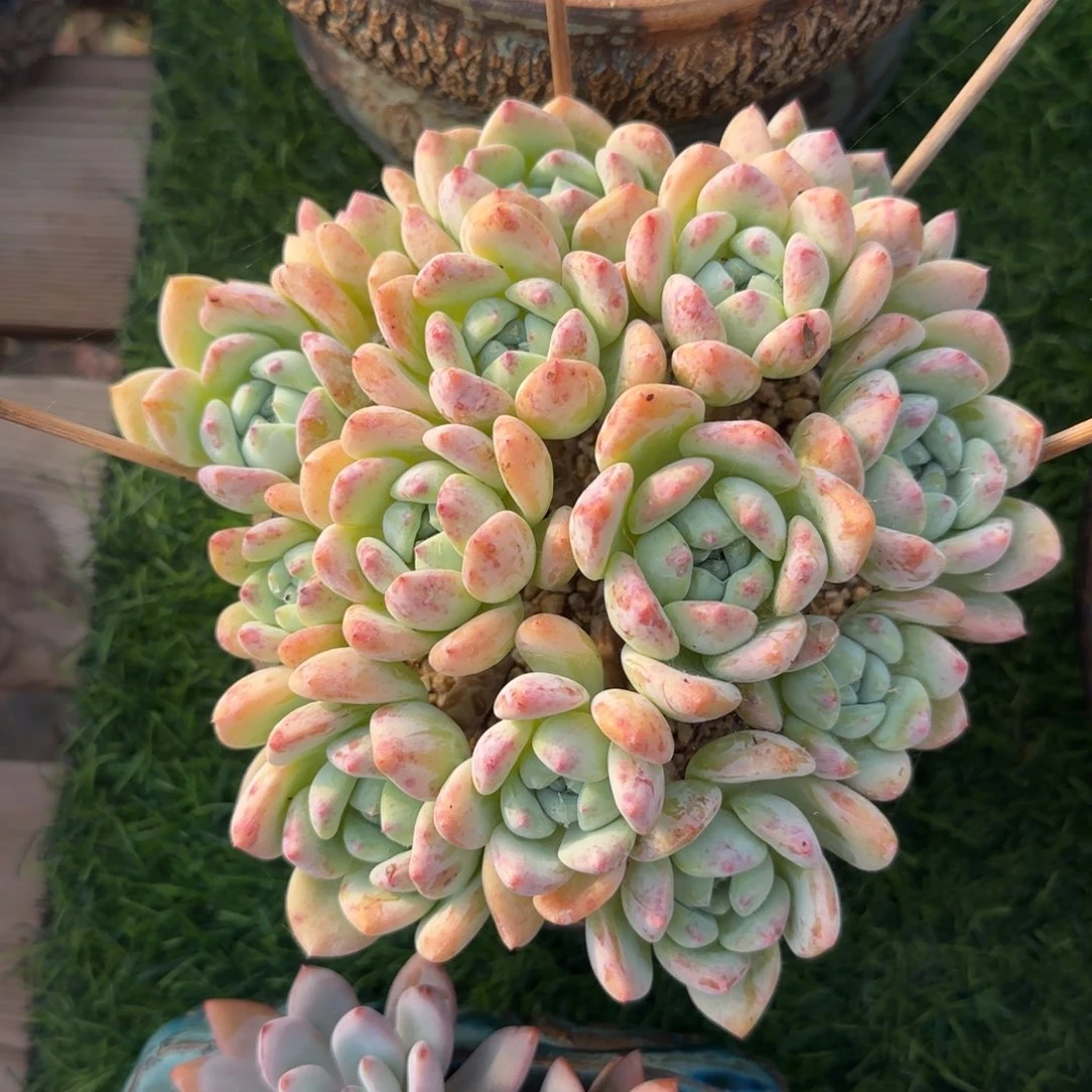 望舒群生一物一拍