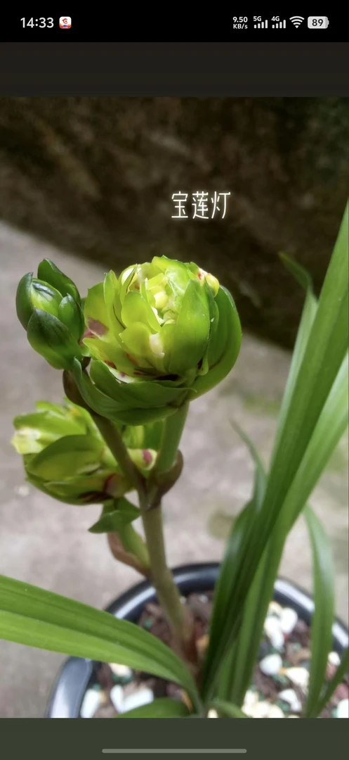 春兰：宝莲灯3-4苗 带盆种好