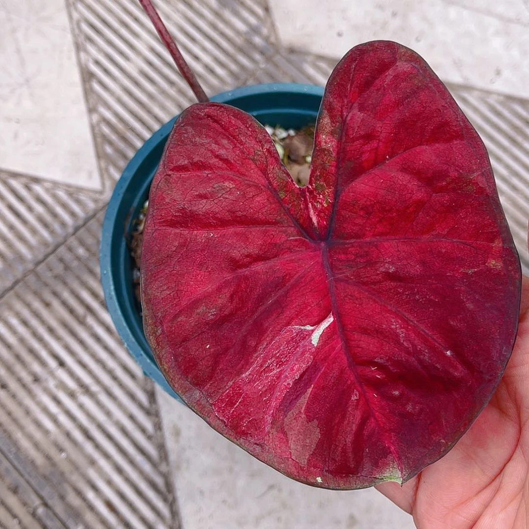 完全开放泰彩一物一拍8140