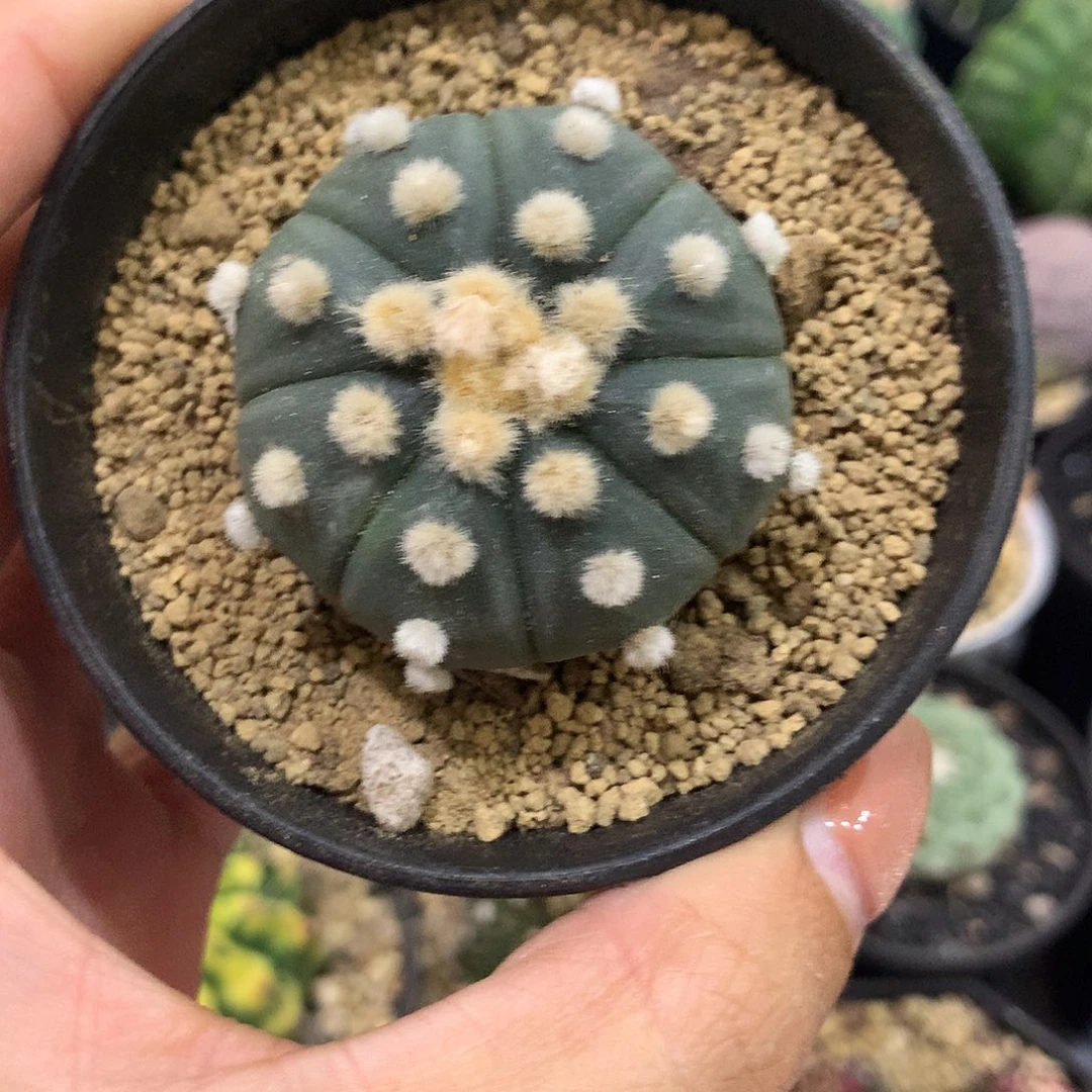 实生根琉璃大毛兜