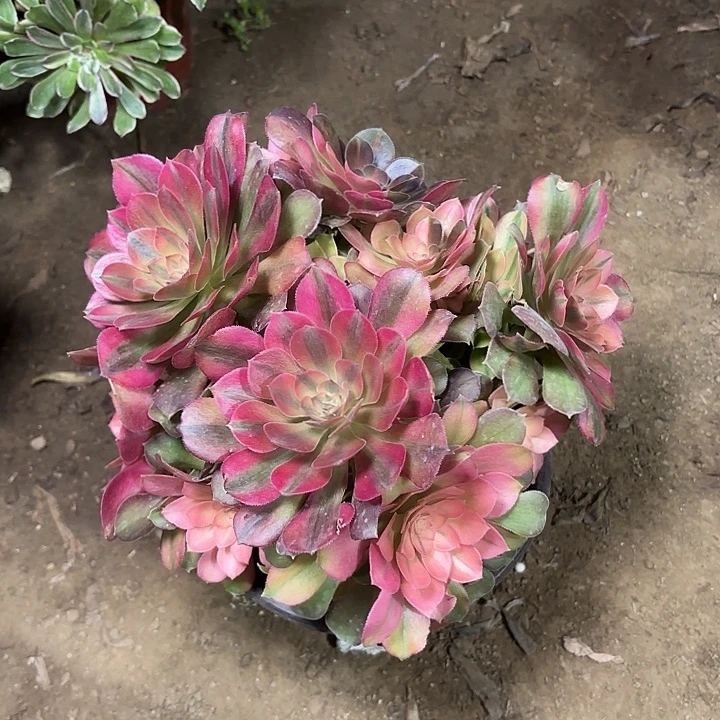 多肉植物法师萝神95