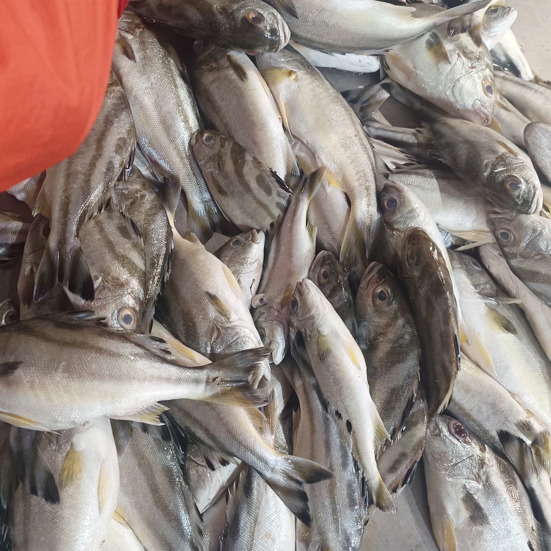 湛江野生斑猪鱼 天然三线鱼 本港明厚鱼 顺丰速冻发货