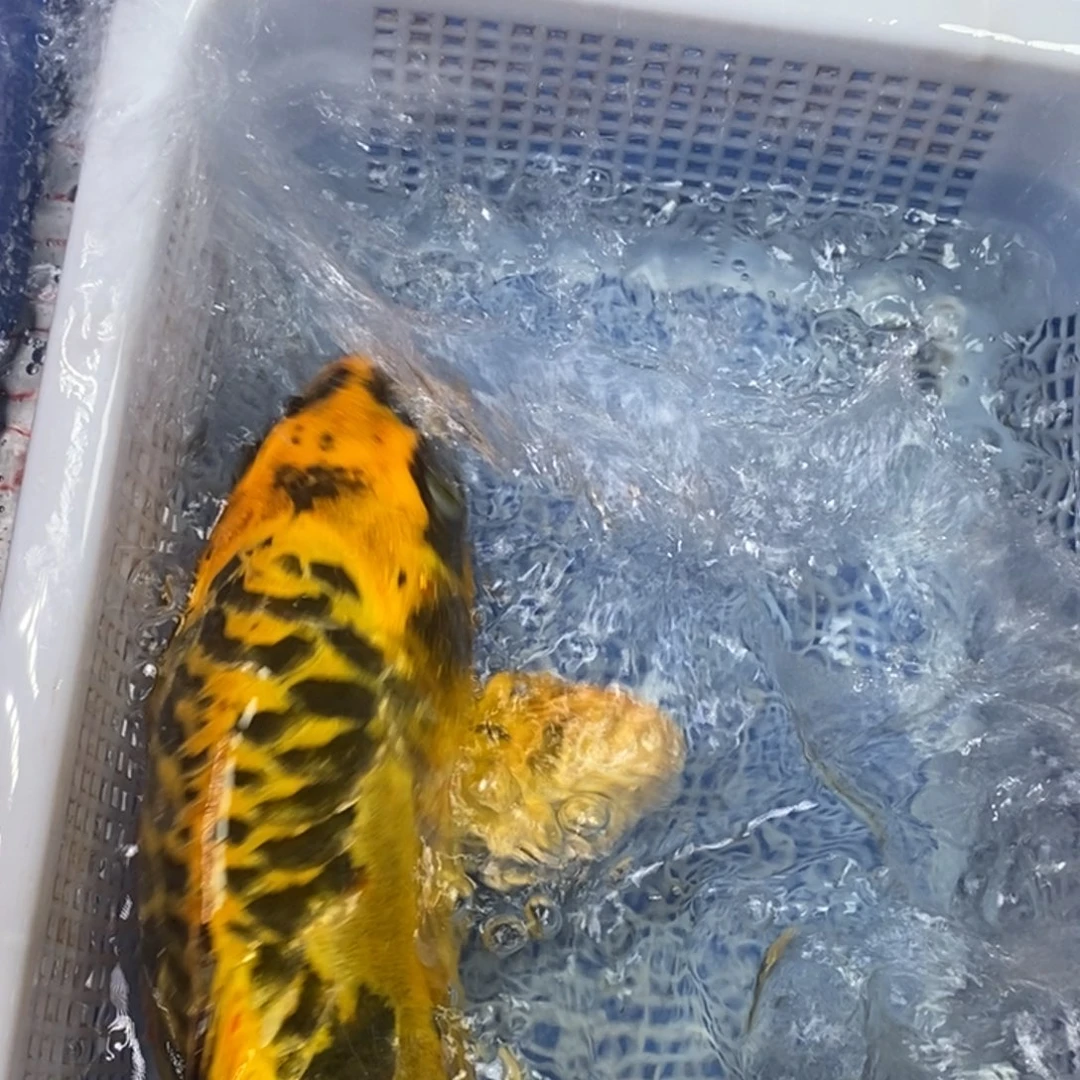 锦鲤冷水锦鲤包邮