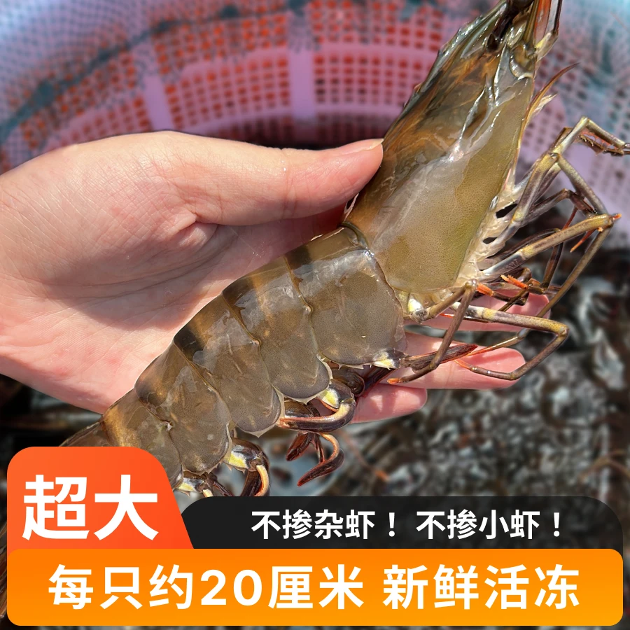【本地黑虎虾】3斤超大 每斤8-10条，3斤共25-30条 每只约20厘米