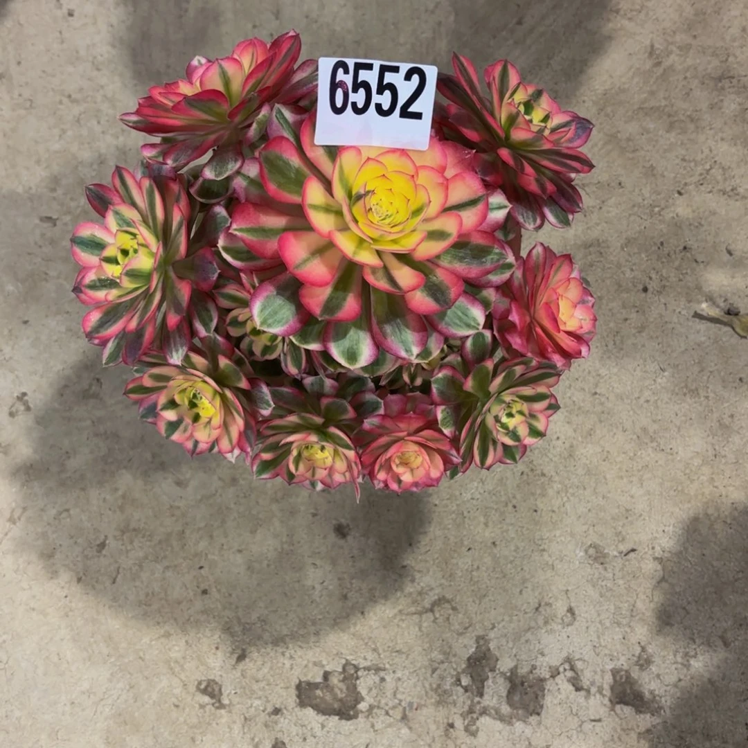 无花朵6552倾城1111111