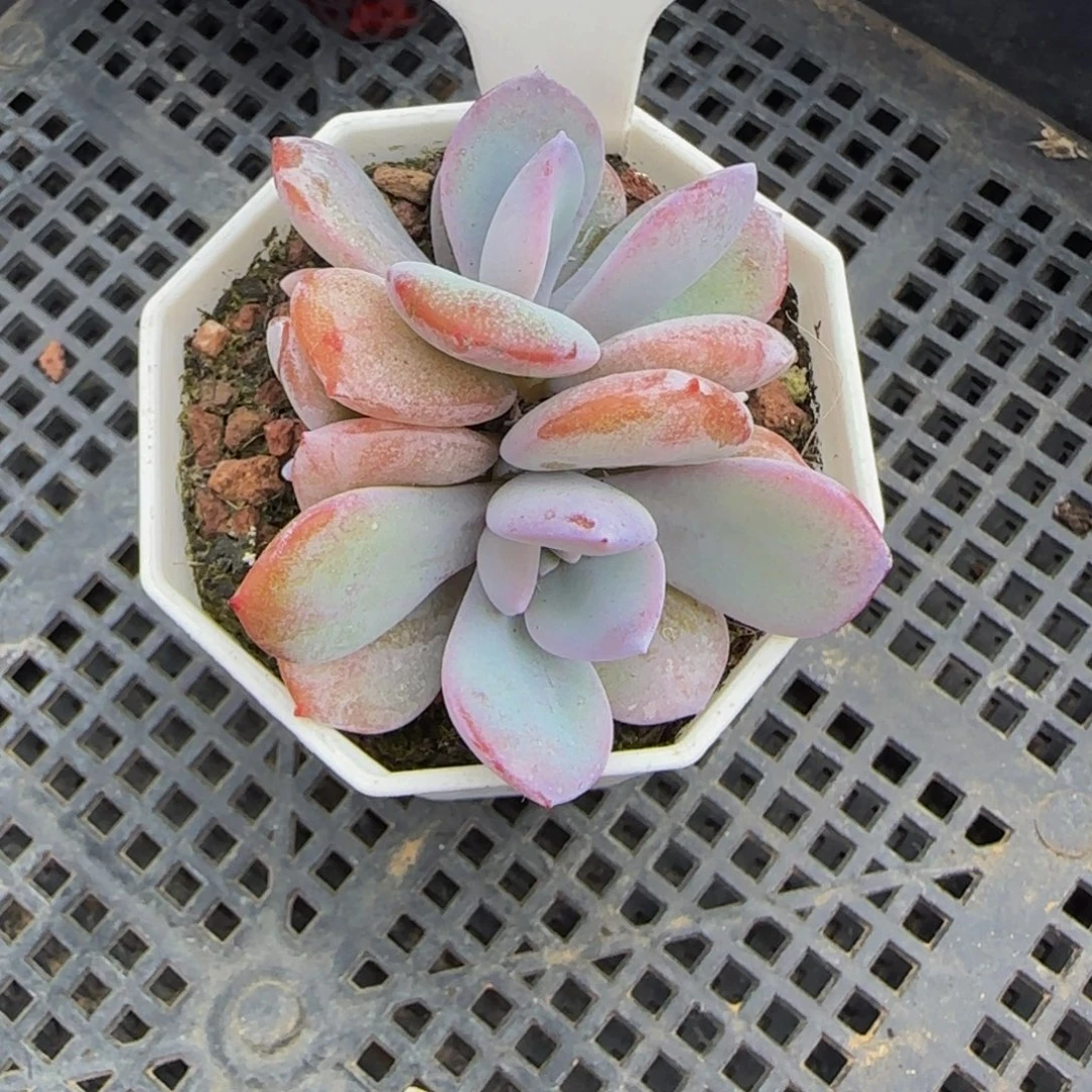 w***芳268 一物一拍特价福利