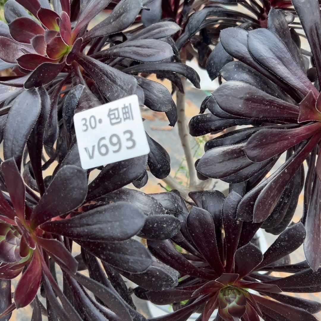 693魔法师，多肉法师