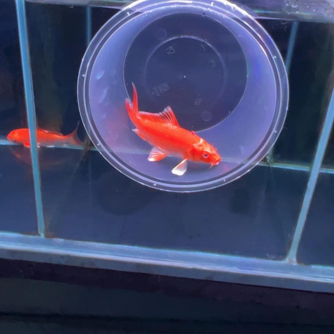 海水鱼海****8蝴蝶鲤11