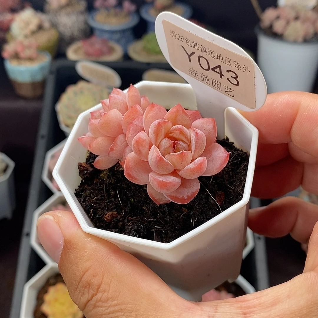 0043 冰葡萄 5cm