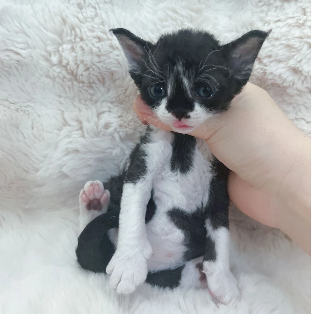 小鼻贴德文卷毛猫妹妹