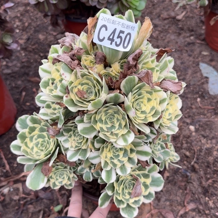 迈巴赫……多肉植物……